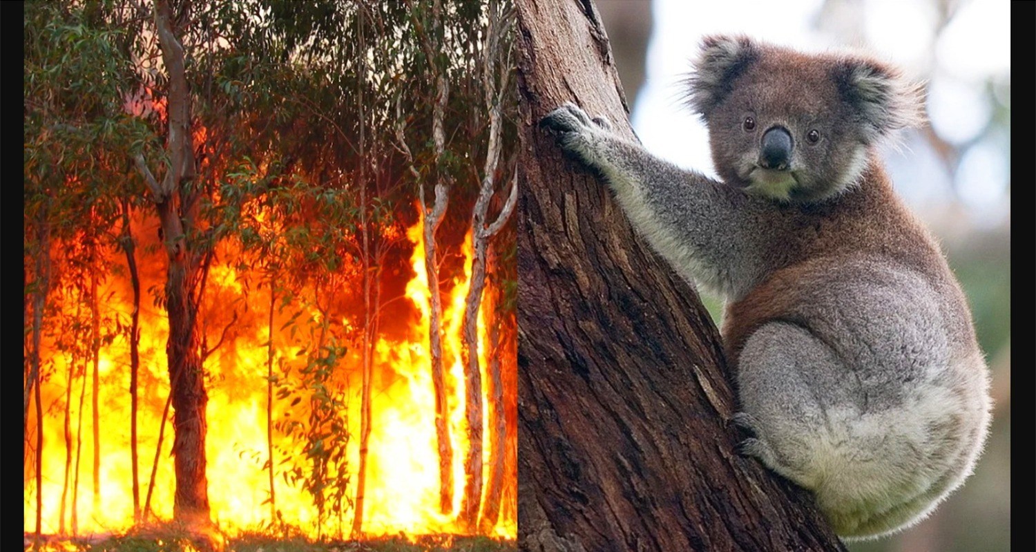 koalas-face-extinction2.jpg