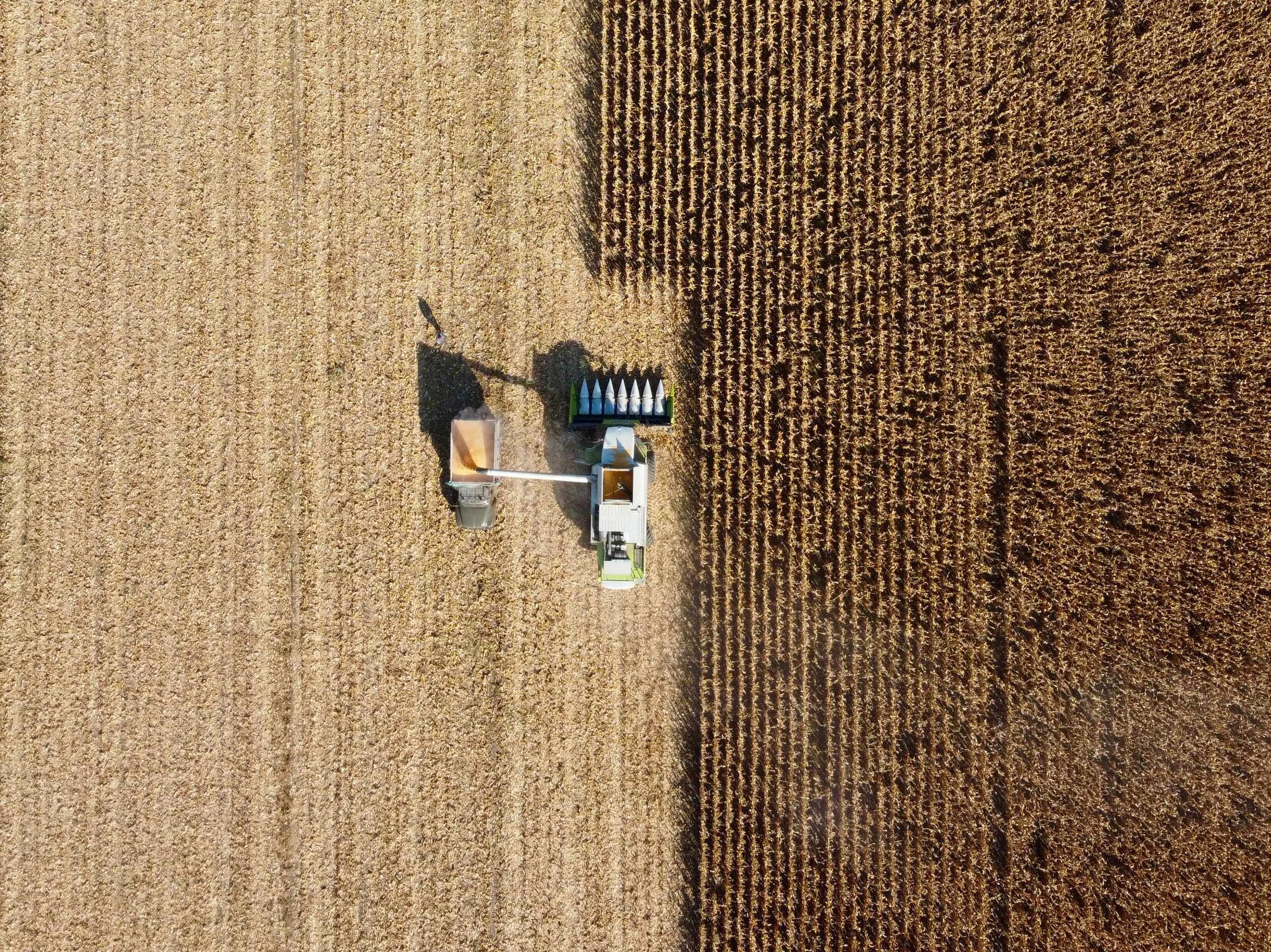 harvesting flax linen.jpg